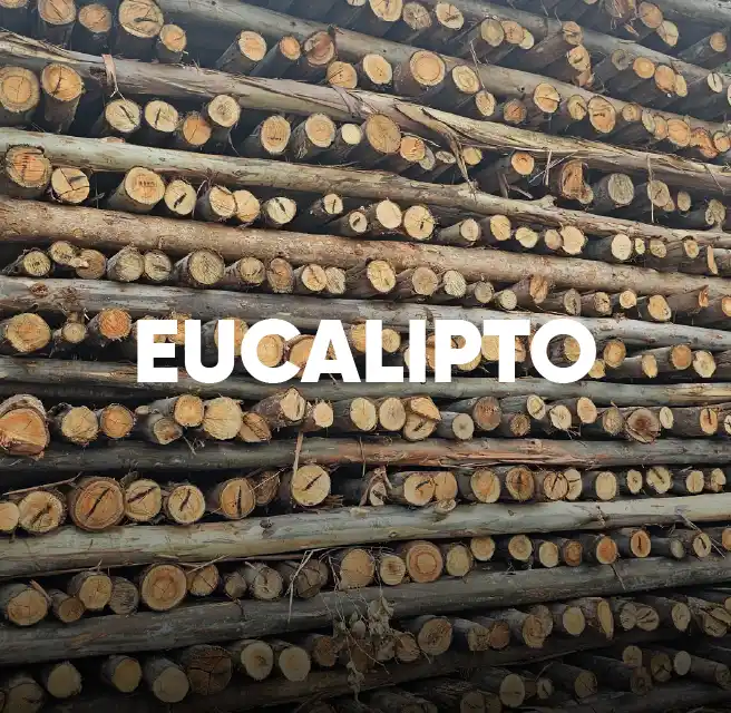 Eucalipto para Escora
