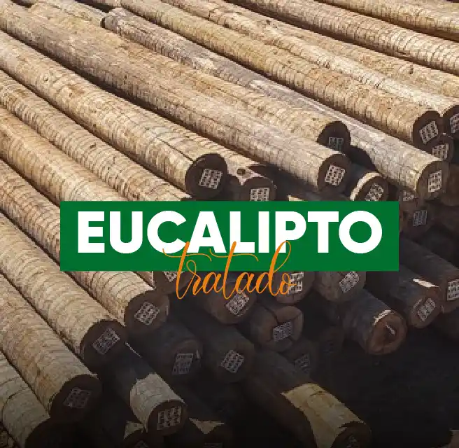 Eucalipto Tratado